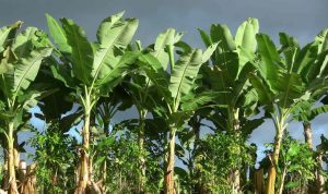 pps3-deretan-pohon-pisang-min-1 Gambar ilustrasi Anakan Pisang di Kabupaten Kupang