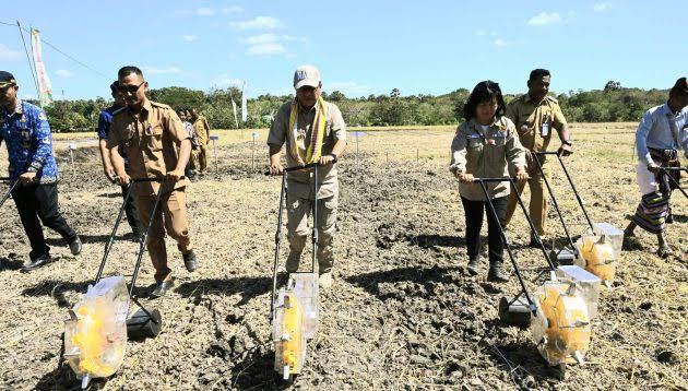 Gegara Terlambat: Bupati Kupang Tanam Jagung Rombongan Kementrian Pertanian Sudah Pulang