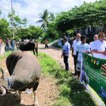 Bantuan Sapi Kurban Presiden RI Hadir di Manggarai Timur, Wabup Tarsi Sampaikan Pesan Kebersamaan