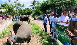 Bantuan Sapi Kurban Presiden RI Hadir di Manggarai Timur, Wabup Tarsi Sampaikan Pesan Kebersamaan