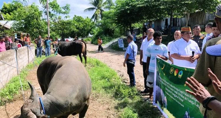 Bantuan Sapi Kurban Presiden RI Hadir di Manggarai Timur, Wabup Tarsi Sampaikan Pesan Kebersamaan