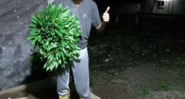 Darius Beda Daton