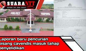 Dok. Babak baru pencurian anakan pisang cavendis