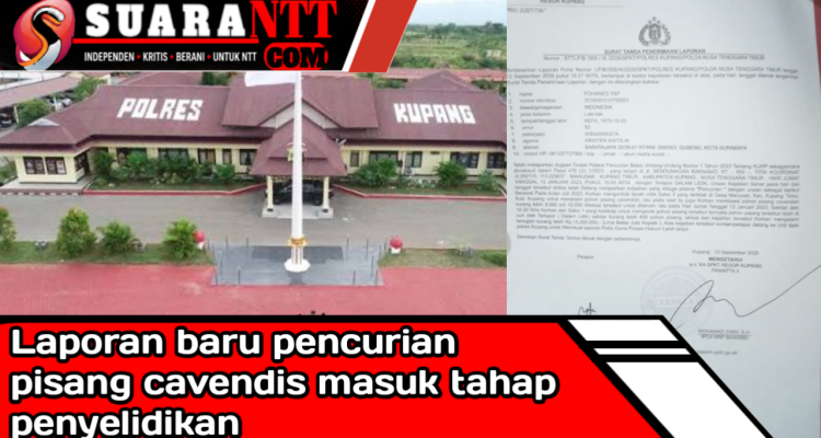 Dok. Babak baru pencurian anakan pisang cavendis