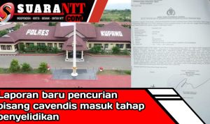 Dok. Babak baru pisang cavendis