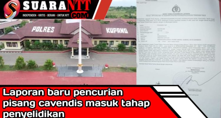 Dok. Babak baru pisang cavendis